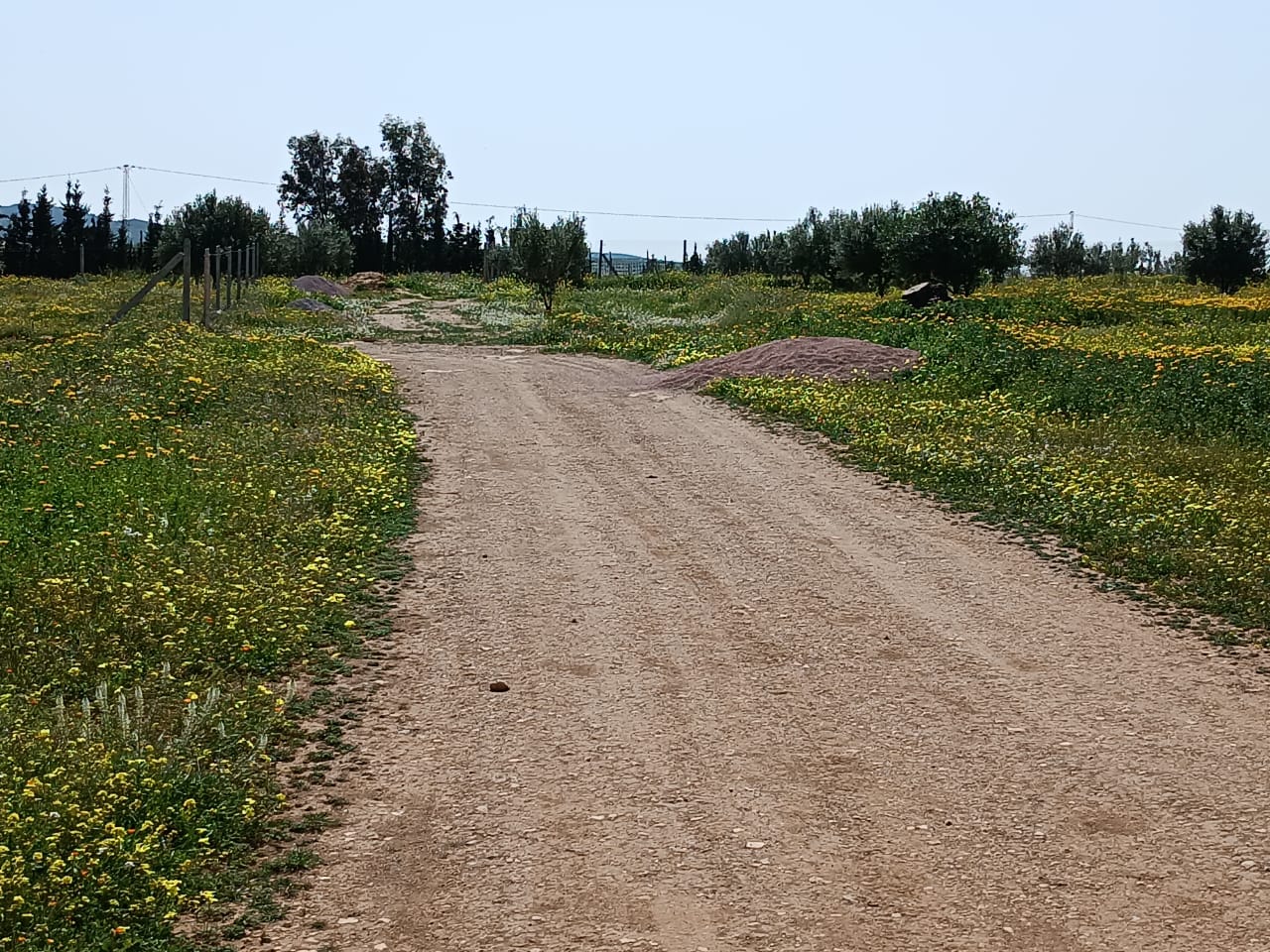 Borj El Amri Borj Ennour Terrain Terrain nu Terrain  borj el amri