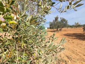 Tebourba Borj Ettoumi Vente Surfaces Terrain de 2 hectares  bourj toumi ref78a