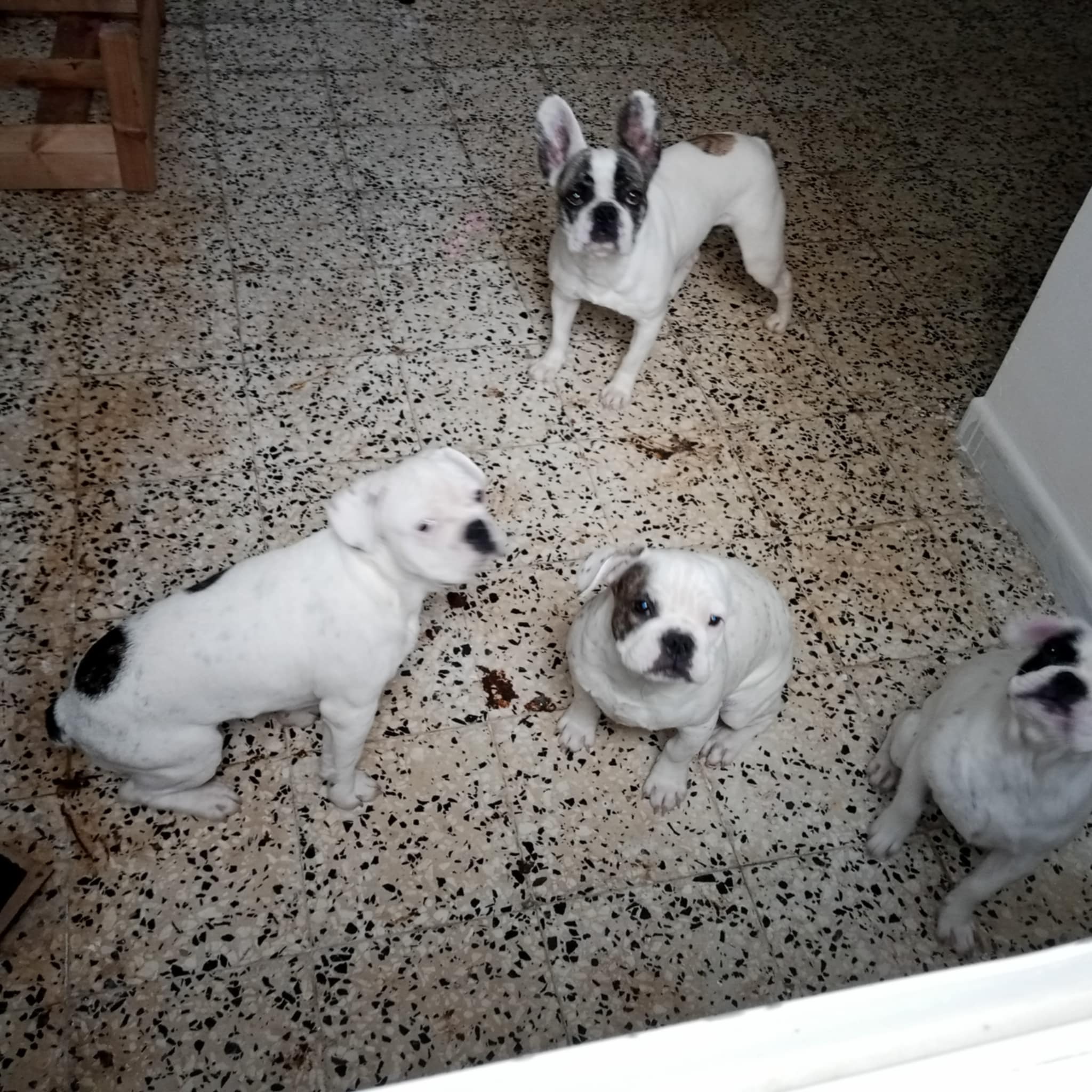 La Soukra Aeroport Tunis Carthage Chiens Autre Des bb bouledogue francais