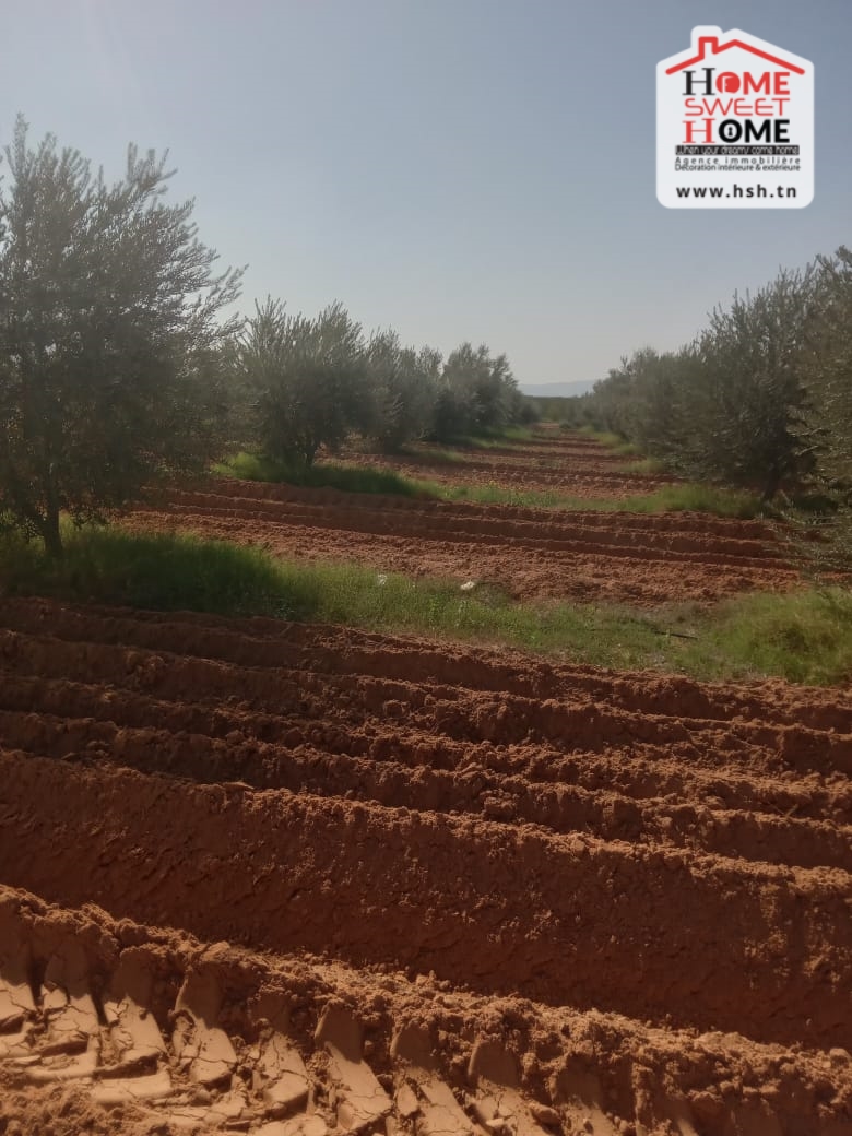 Gafsa Sud Gafsa Terrain Terrain agricole Terrain agricole aiinabi  gafsa