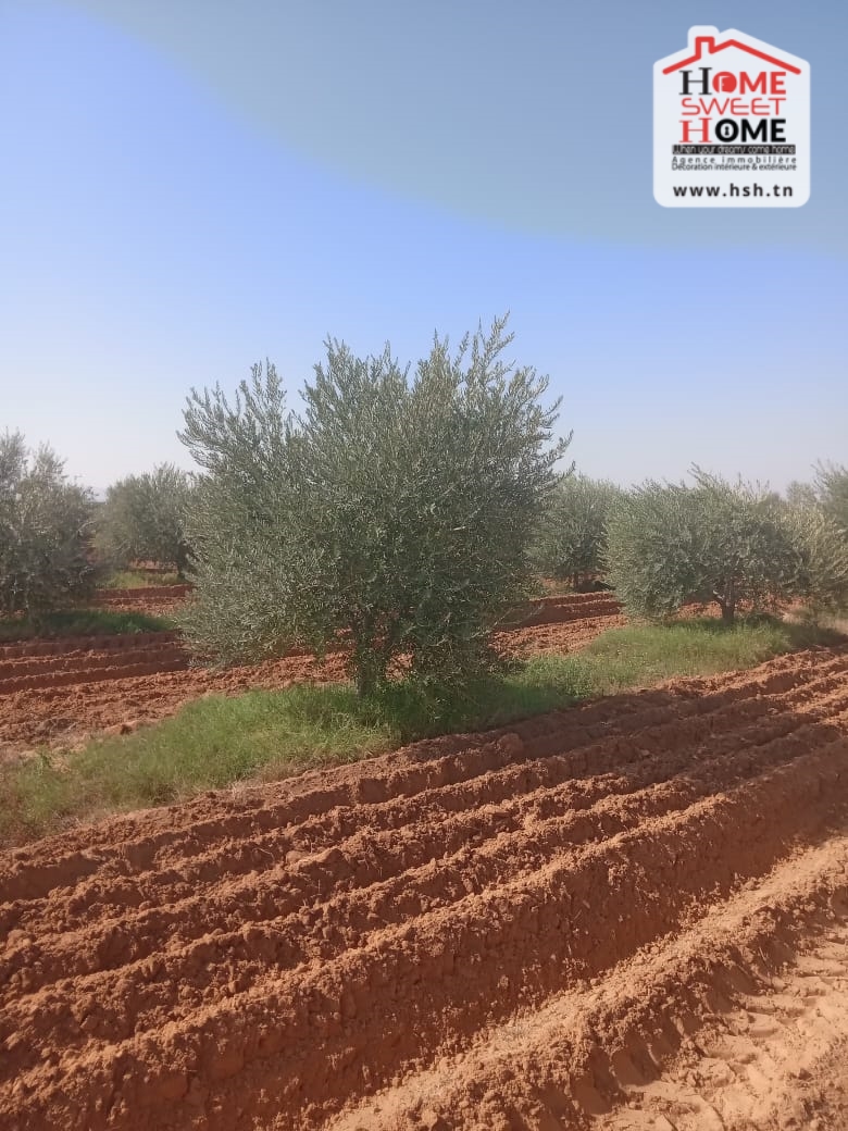 Gafsa Sud Gafsa Terrain Terrain agricole Terrain agricole aiinabi  gafsa