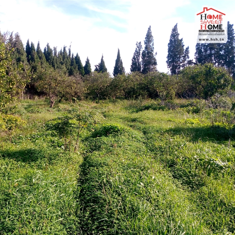 Menzel Bouzelfa Menzel Bouzelfa Terrain Terrain agricole Terrain agricole florsia  menzel bouzalfa