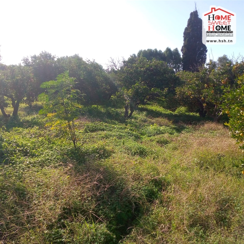 Menzel Bouzelfa Menzel Bouzelfa Terrain Terrain agricole Terrain agricole florsia  menzel bouzalfa