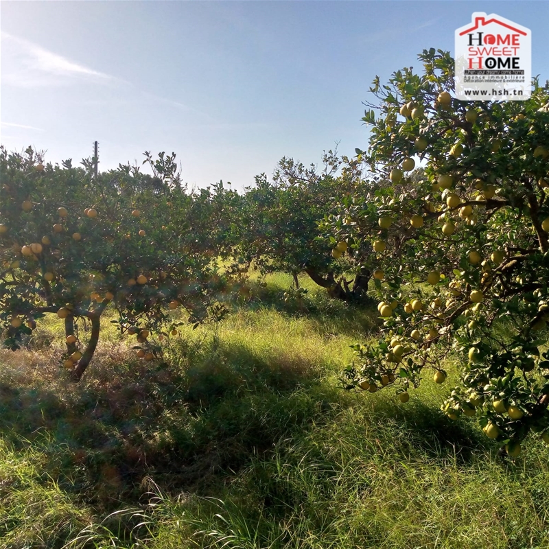 Menzel Bouzelfa Menzel Bouzelfa Terrain Terrain agricole Terrain agricole florsia  menzel bouzalfa