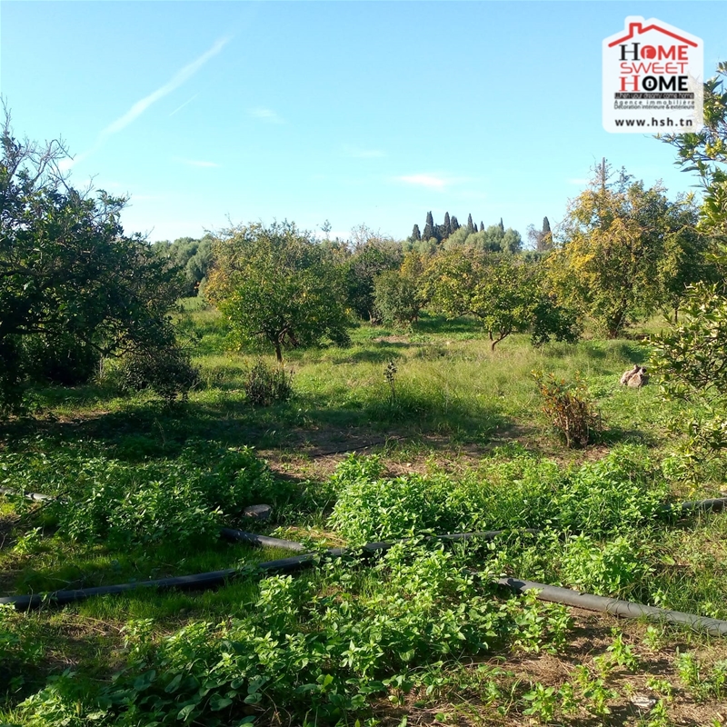 Menzel Bouzelfa Menzel Bouzelfa Terrain Terrain agricole Terrain agricole florsia  menzel bouzalfa