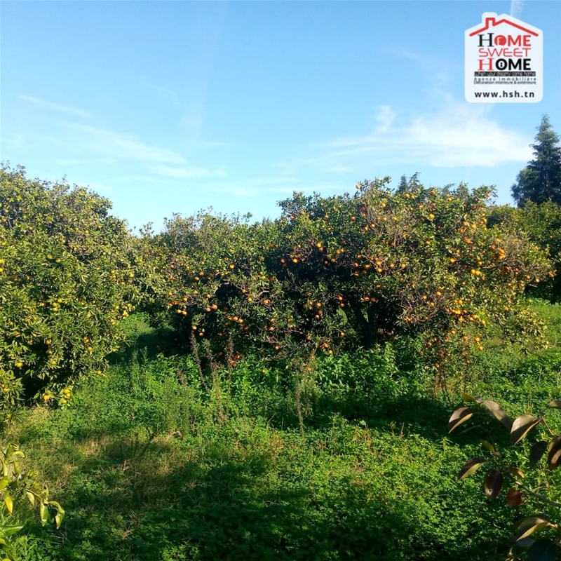 Menzel Bouzelfa Menzel Bouzelfa Terrain Terrain agricole Terrain agricole srnit  menzel bouzelfa