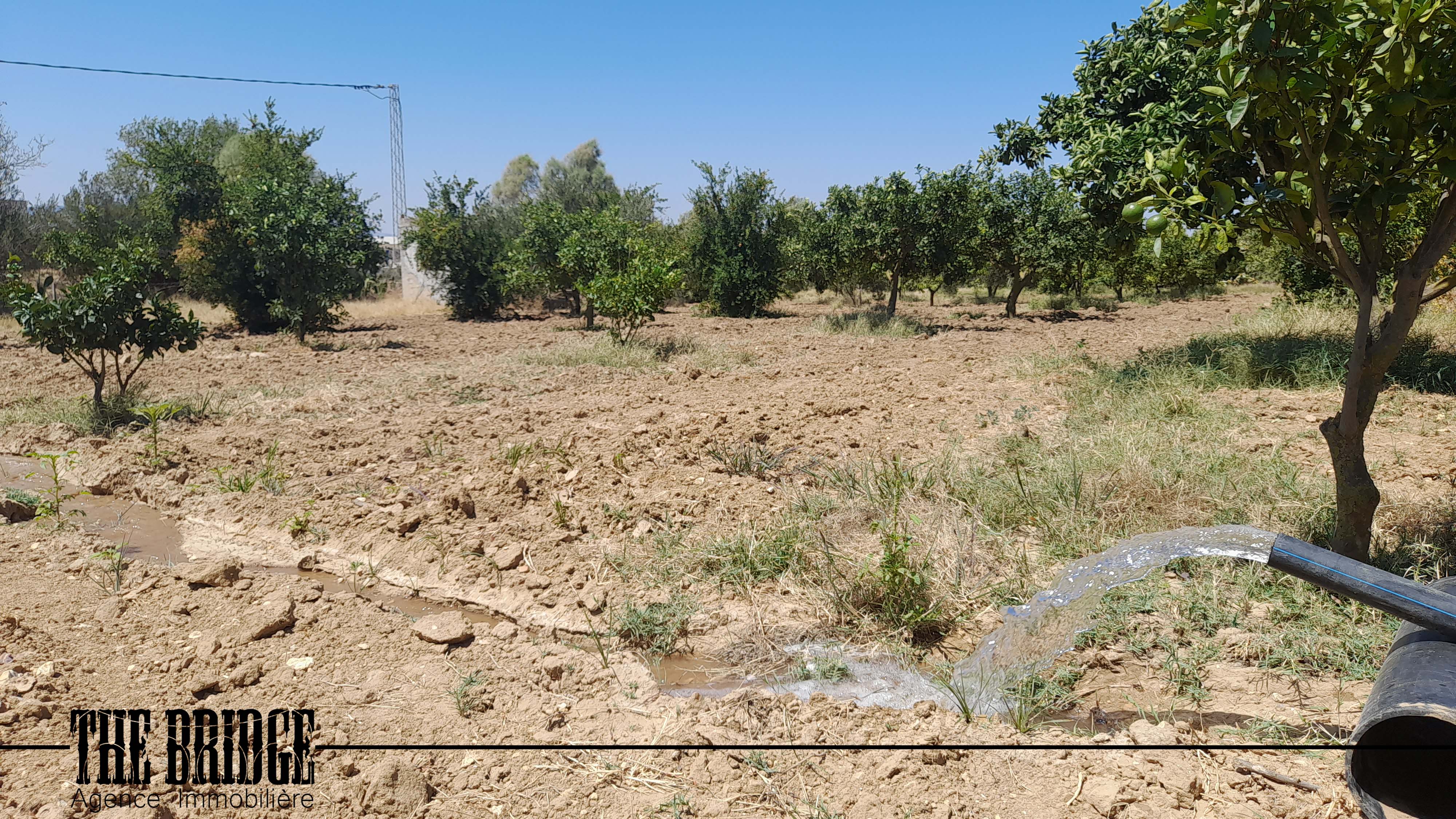 Bou Argoub El Mhedhba Terrain Terrain agricole 13 845 mc   mhedhba route nabeul