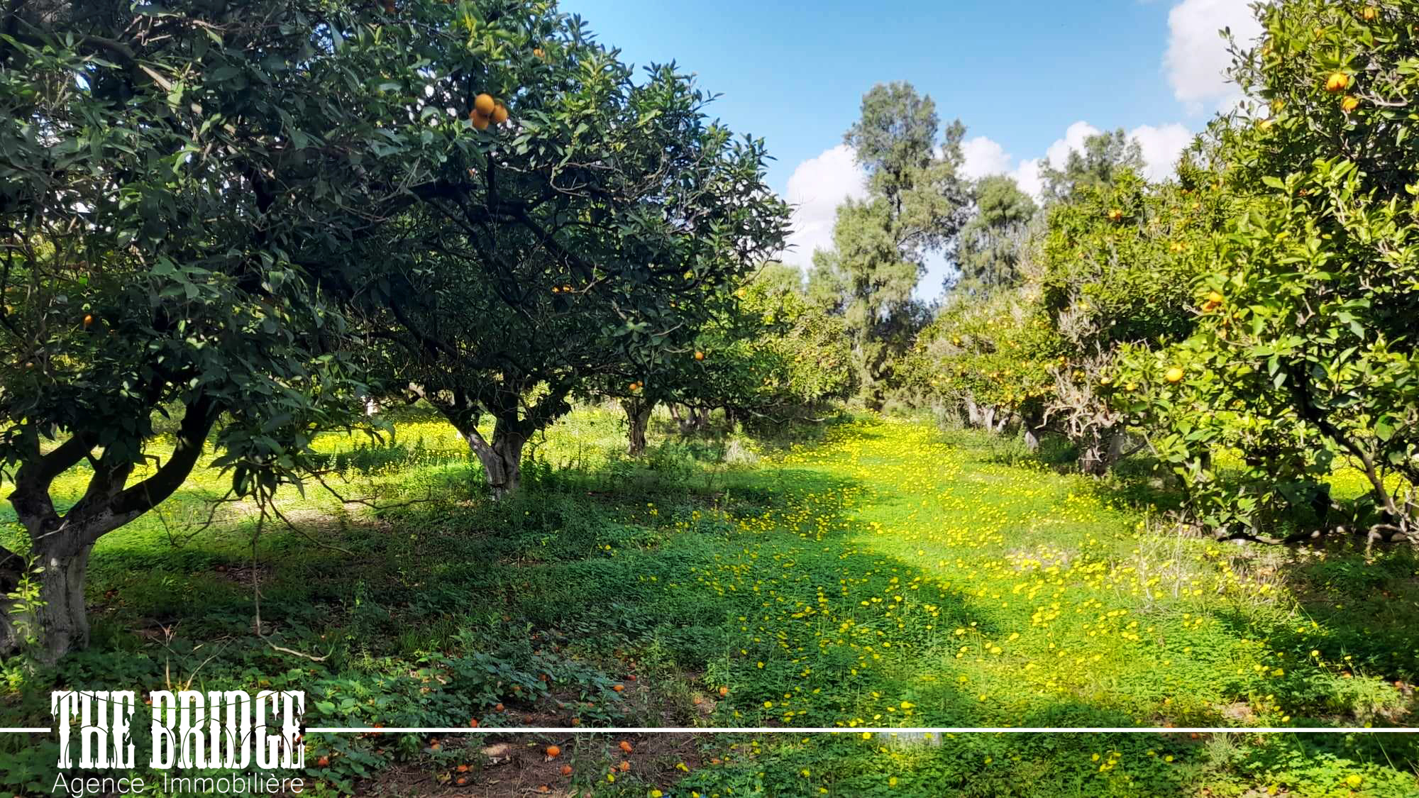 Grombalia El Kobba El Kebira Terrain Terrain agricole 7 hectares pour engraissement des veaux