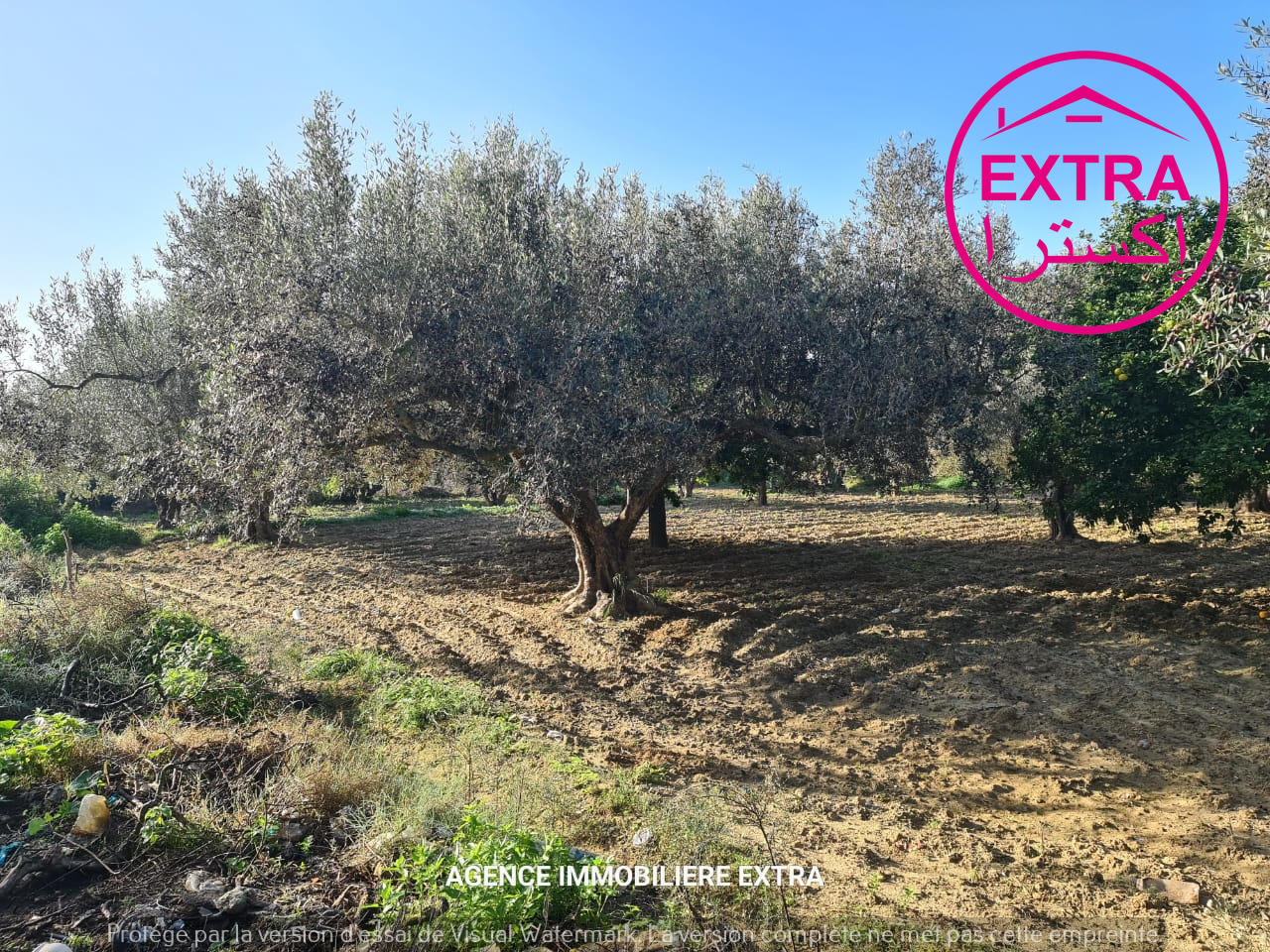 Dar Chaabane Elfehri Dar Chaabane Elfehri Terrain Terrain agricole Campagne  dar chabane el fehri