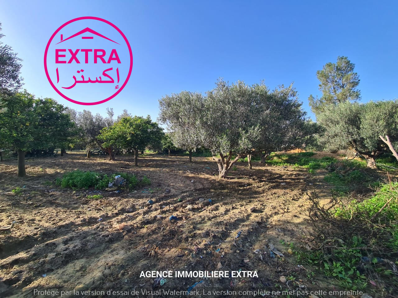 Dar Chaabane Elfehri Dar Chaabane Elfehri Terrain Terrain agricole Campagne  dar chabane el fehri