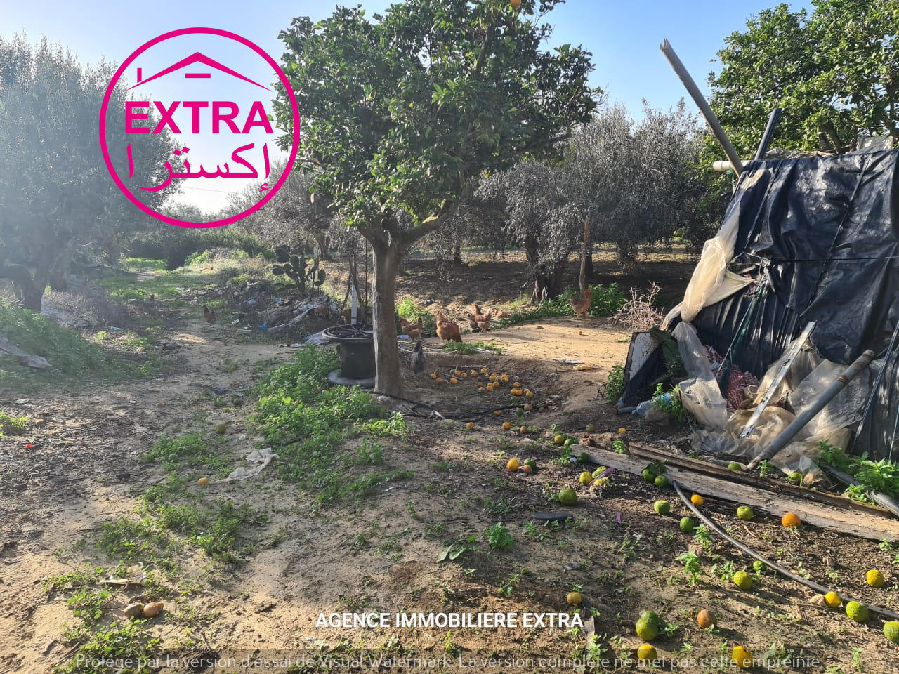 Dar Chaabane Elfehri Dar Chaabane Elfehri Terrain Terrain agricole Campagne  dar chabane el fehri