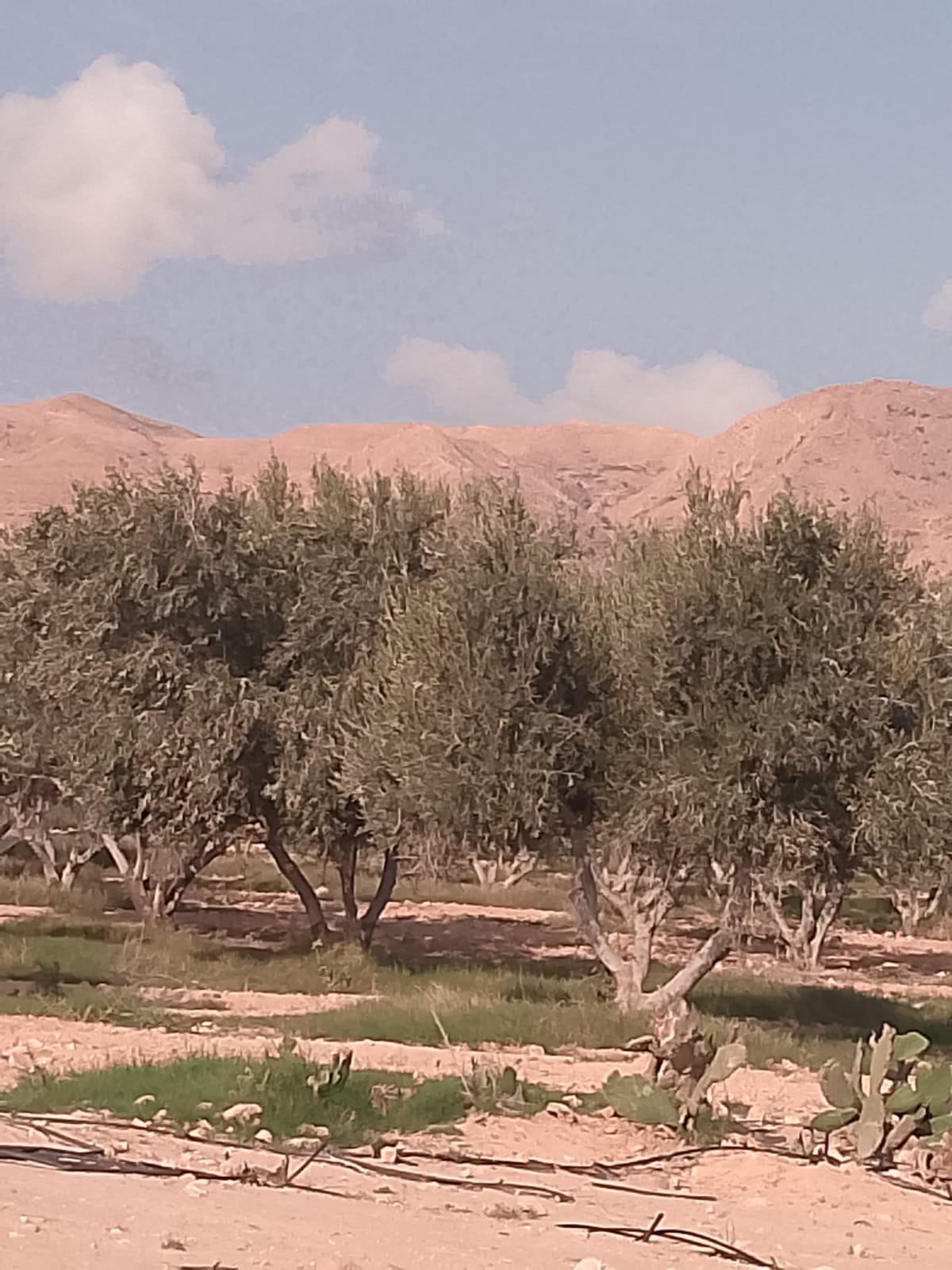 Sidi Bouzid Est Ezzitoune Terrain Terrain agricole Terrain agricole  sidi bouzid