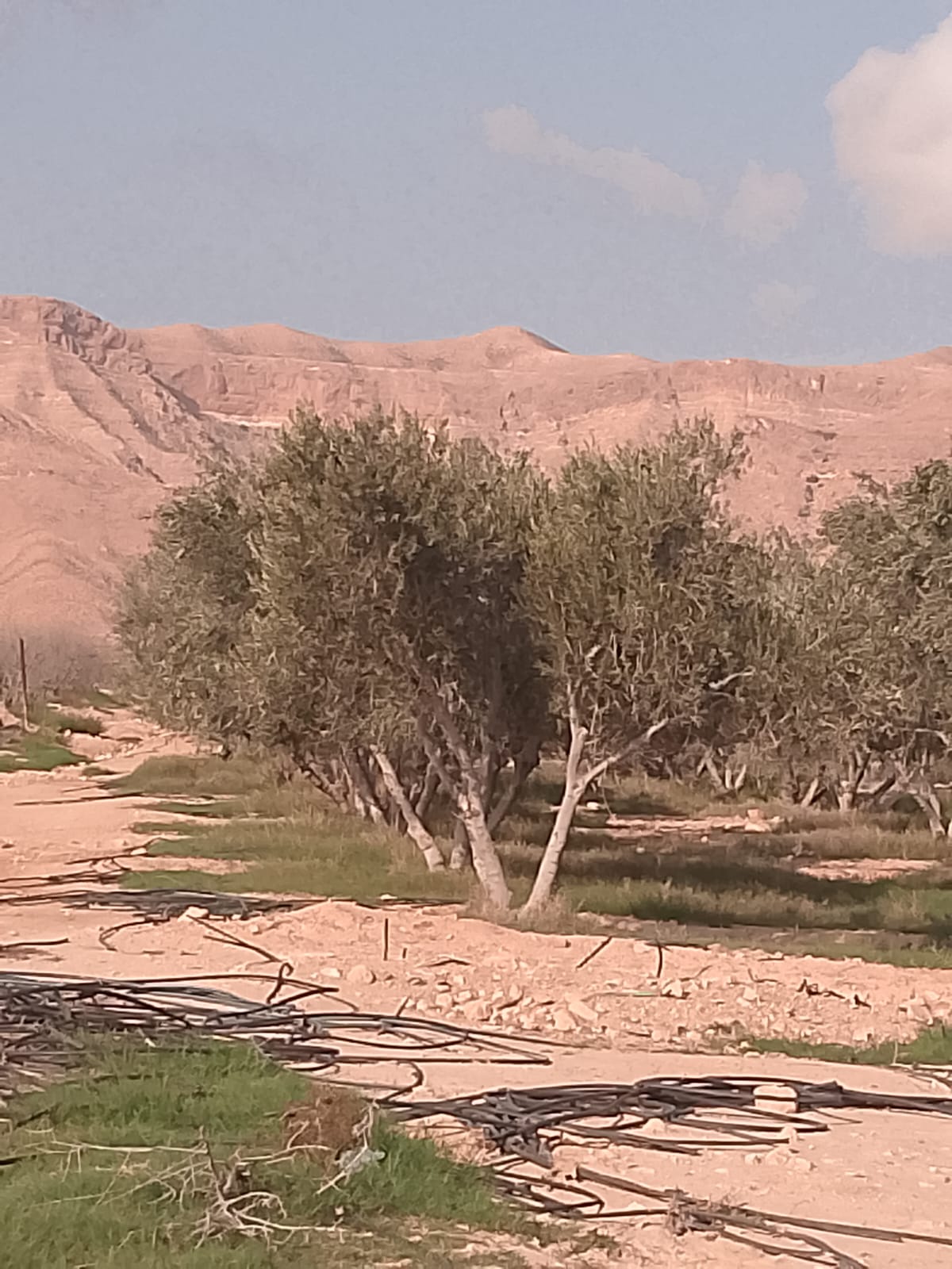 Sidi Bouzid Est Ezzitoune Terrain Terrain agricole Terrain agricole  sidi bouzid