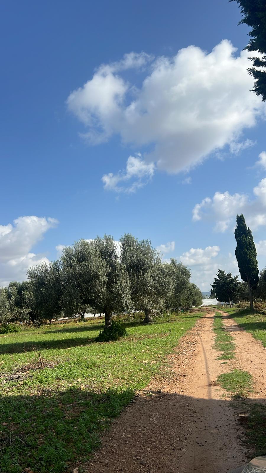 Hammamet Cite Bouslama Terrain Terrain agricole Cite en plein essor