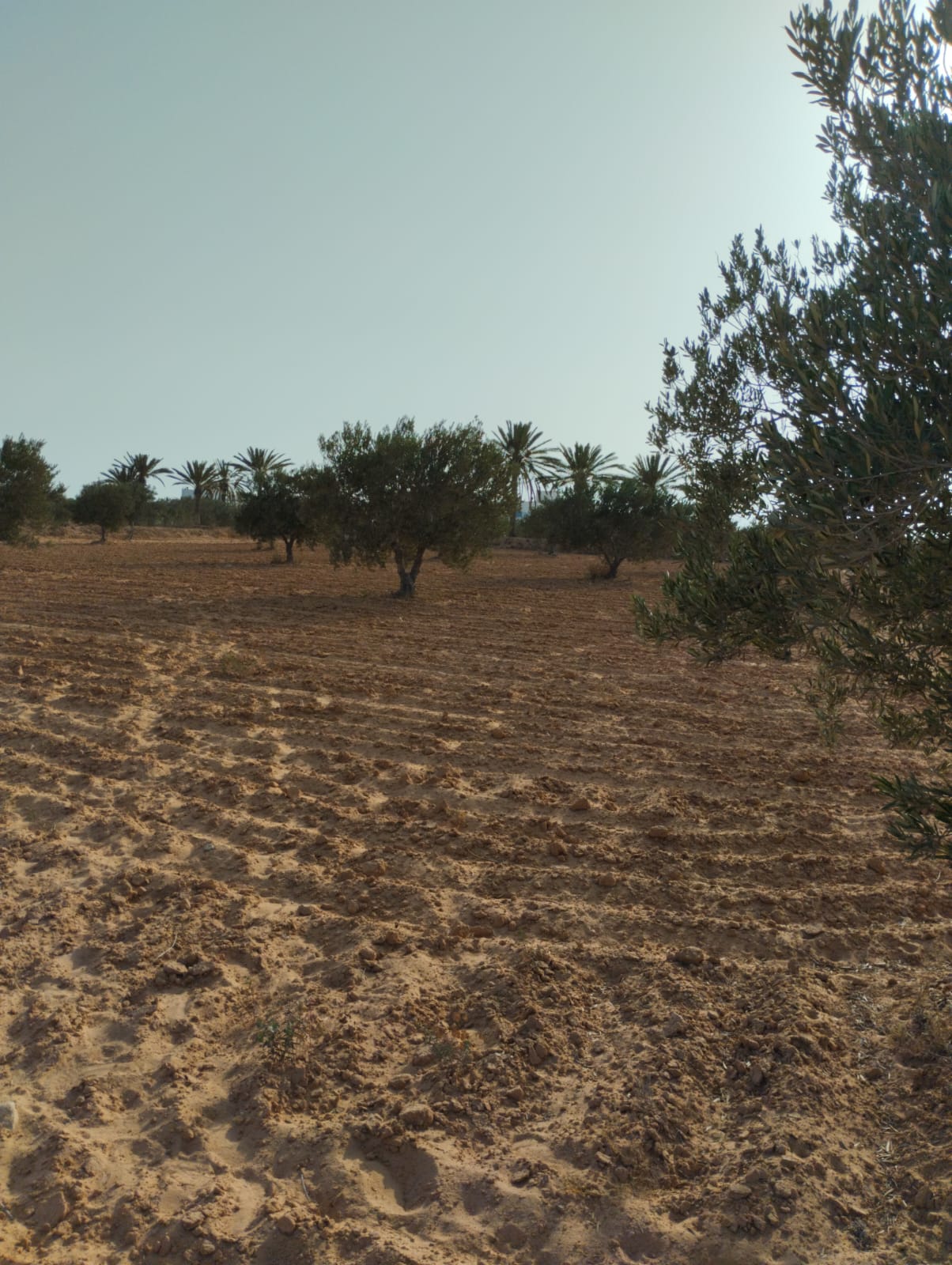 Djerba - Midoun El May Terrain Terrain agricole Terrain 3 581 m2 a baebouch skalla 4175 el may