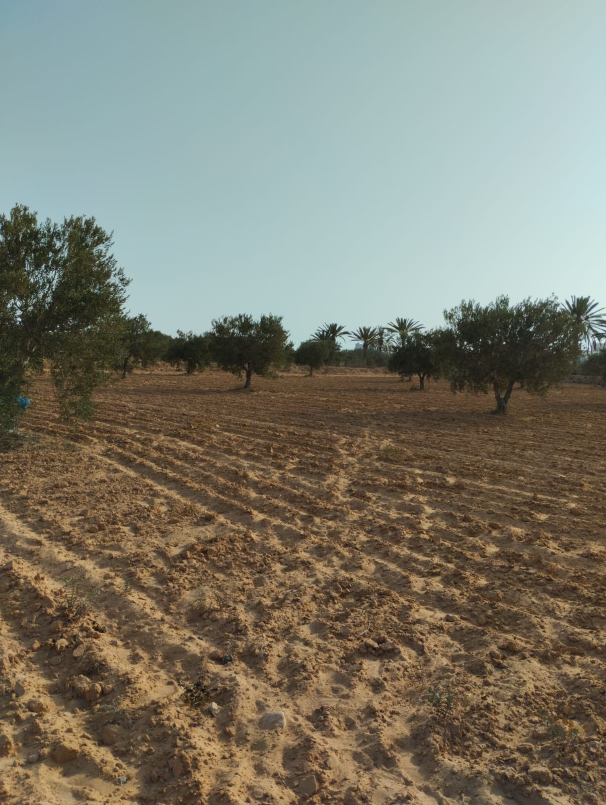 Djerba - Midoun El May Terrain Terrain agricole Terrain 3 581 m2 a baebouch skalla 4175 el may