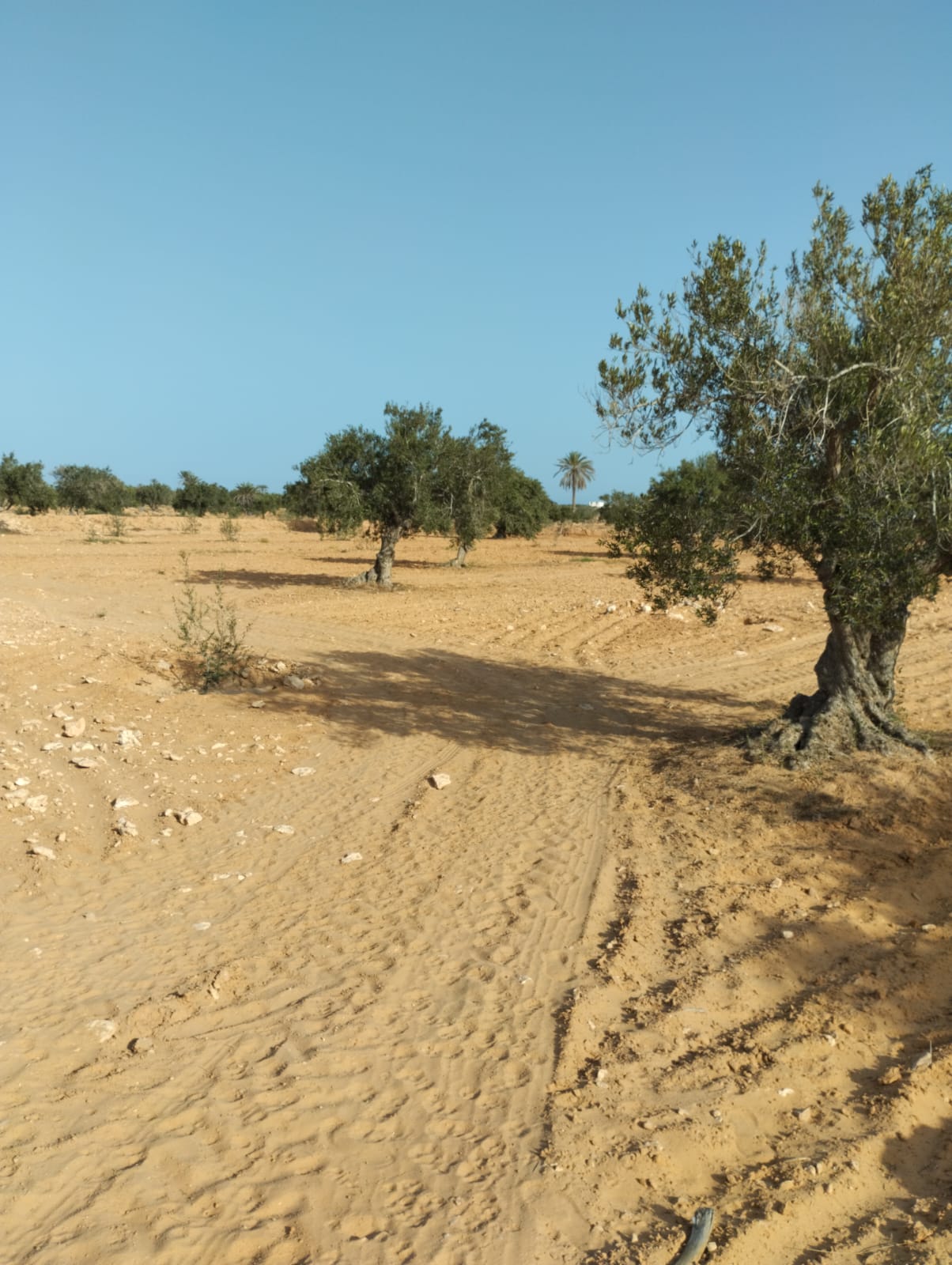 Djerba - Midoun El May Terrain Terrain agricole Terrain 3 822 m2 sur route el hazem  tianest