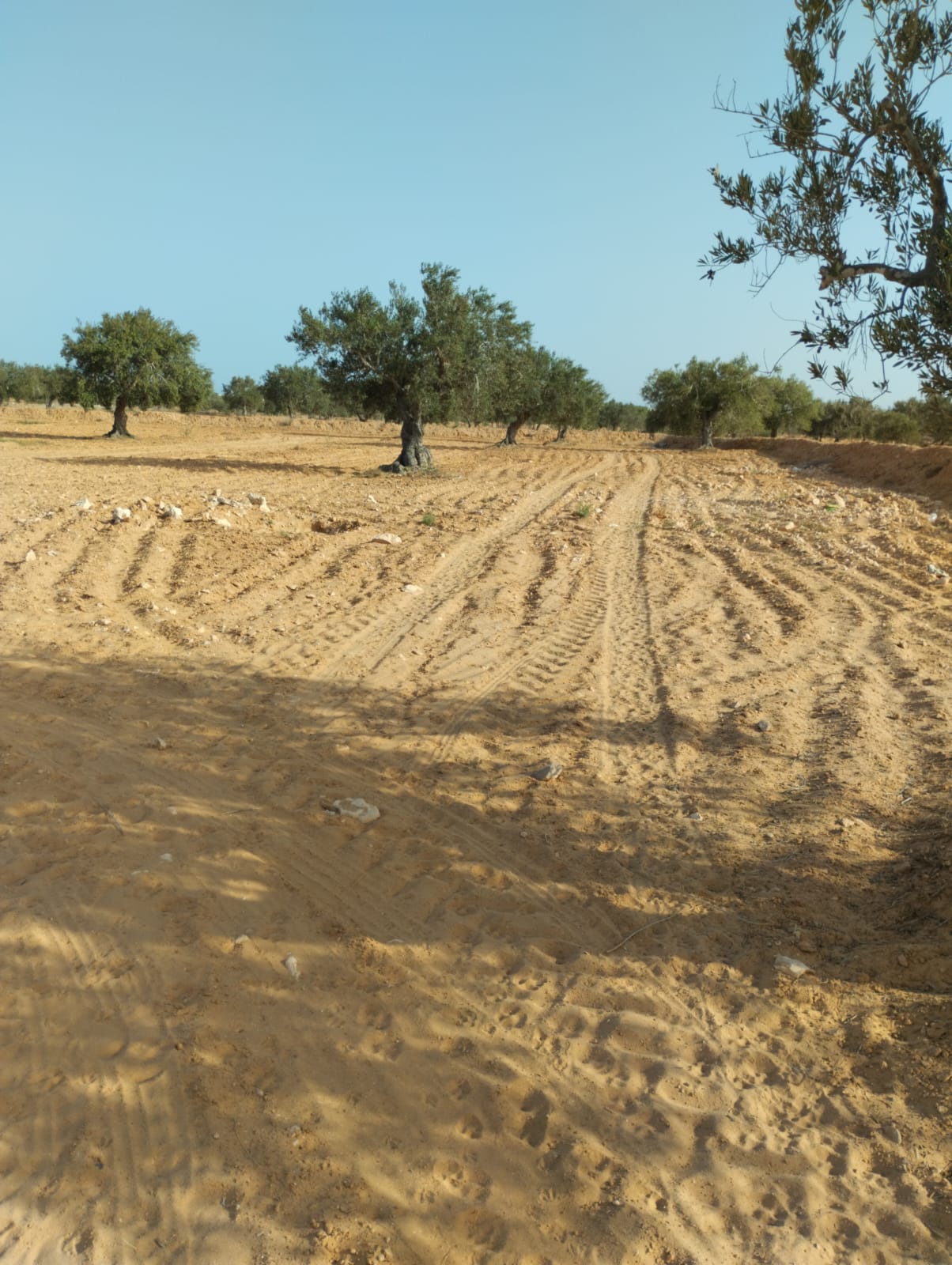 Djerba - Midoun El May Terrain Terrain agricole Terrain 3 822 m2 sur route el hazem  tianest