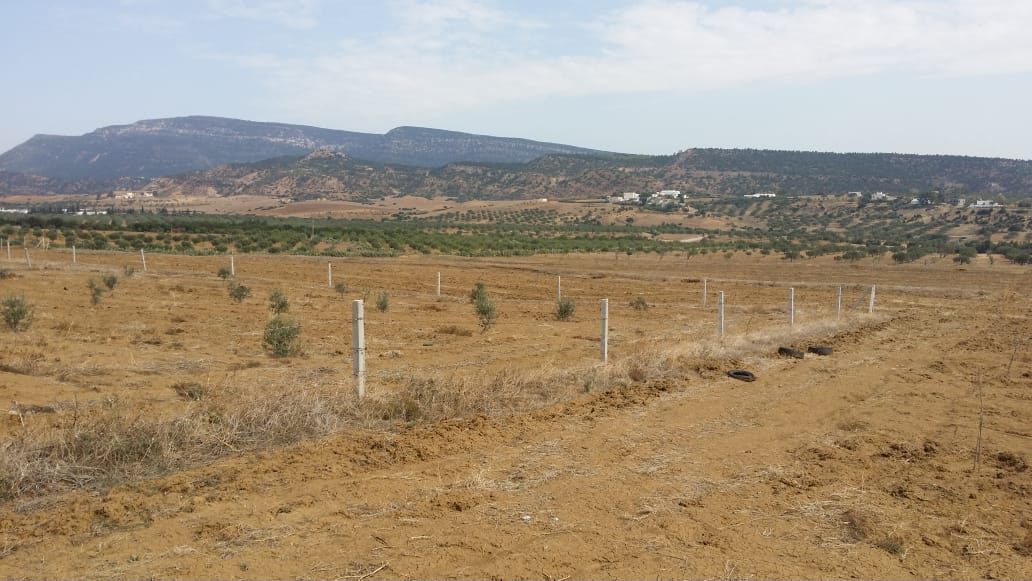 Hammamet Bir Bouregba Terrain Terrain agricole Terrain proche de hammamet investissement