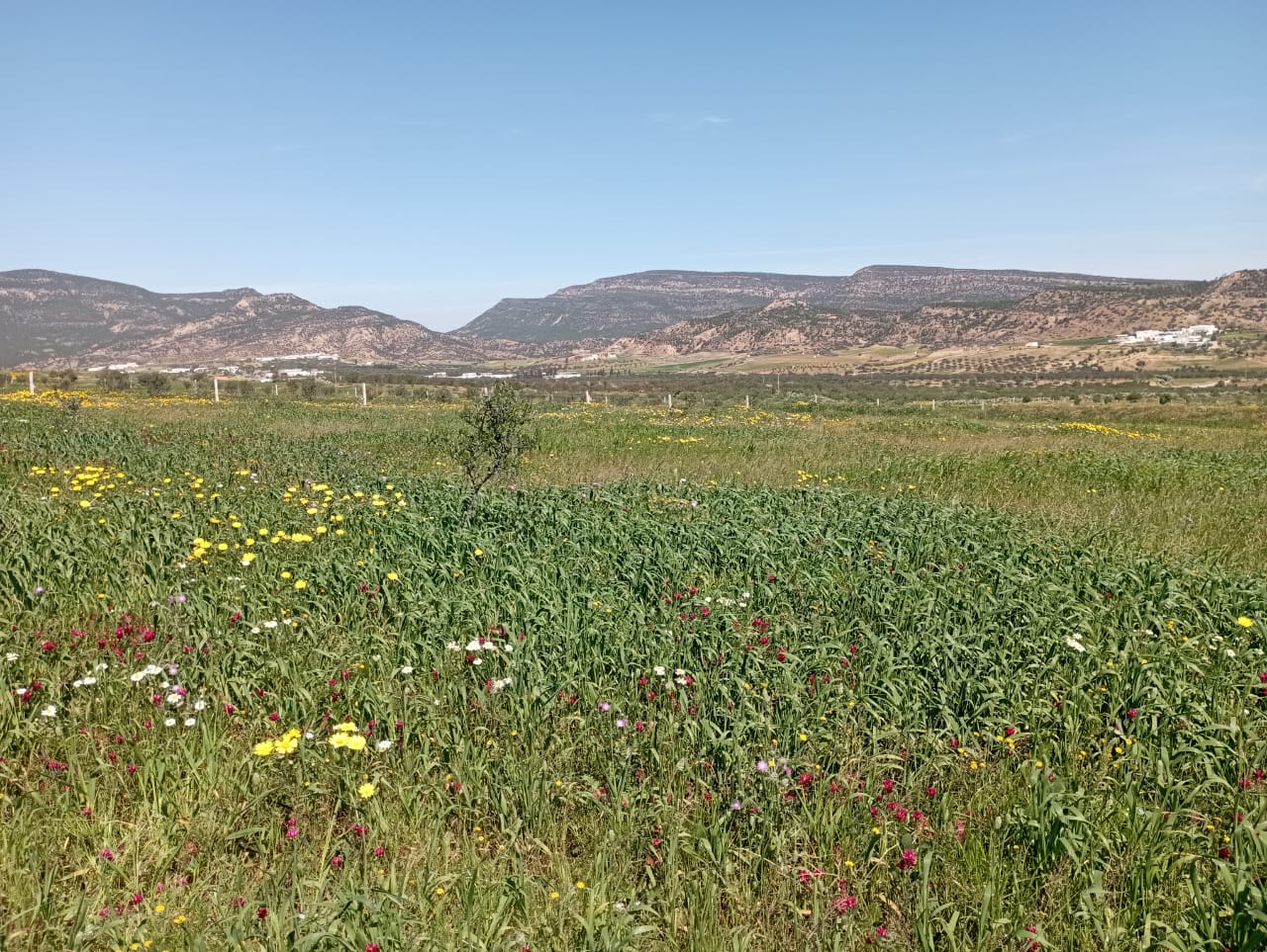 Hammamet Bir Bouregba Terrain Terrain agricole Terrain proche de hammamet investissement