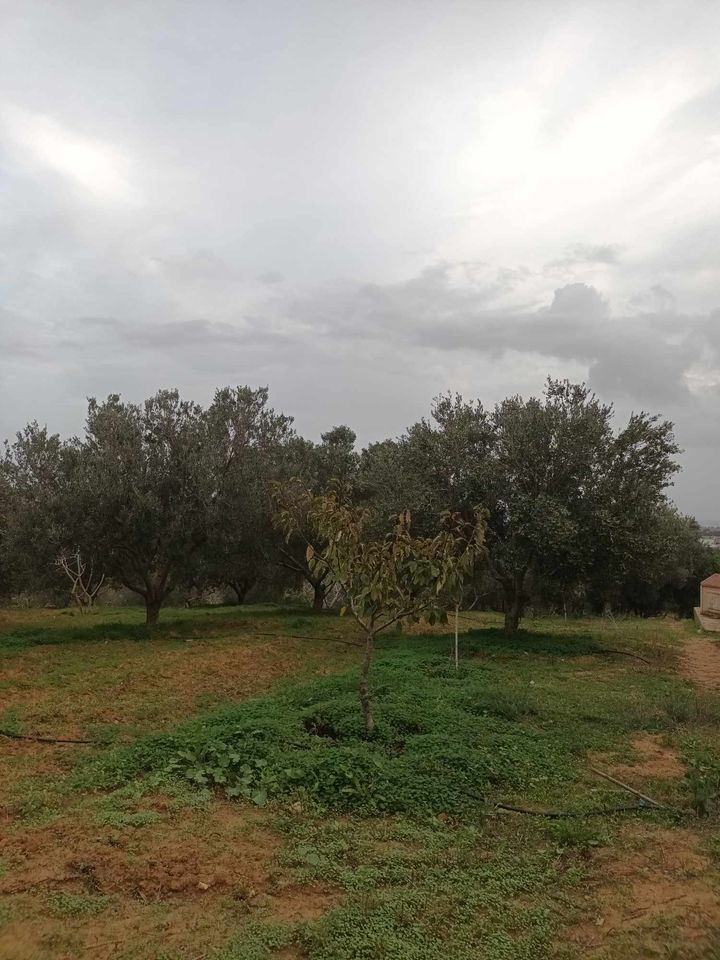 El Alia El Alia Terrain Terrain agricole Ferme avec des arbres fruitiers et  une villa