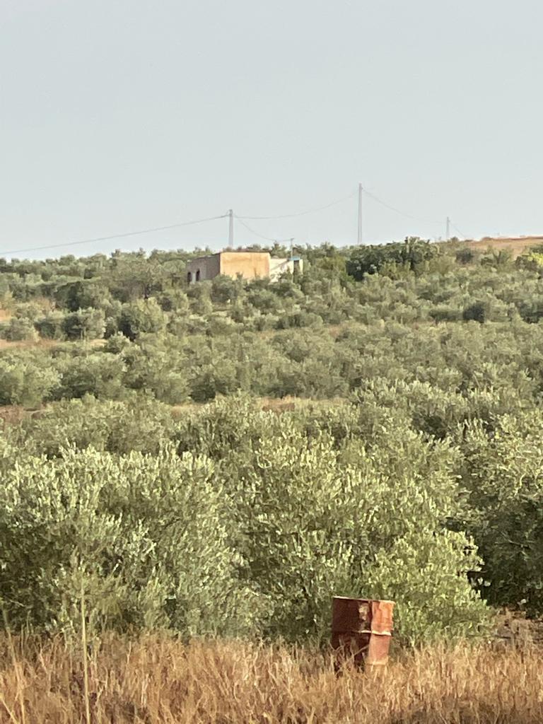 Bir Mcherga Bir Mcherga Gare Terrain Terrain agricole Ferme de 32 h olives