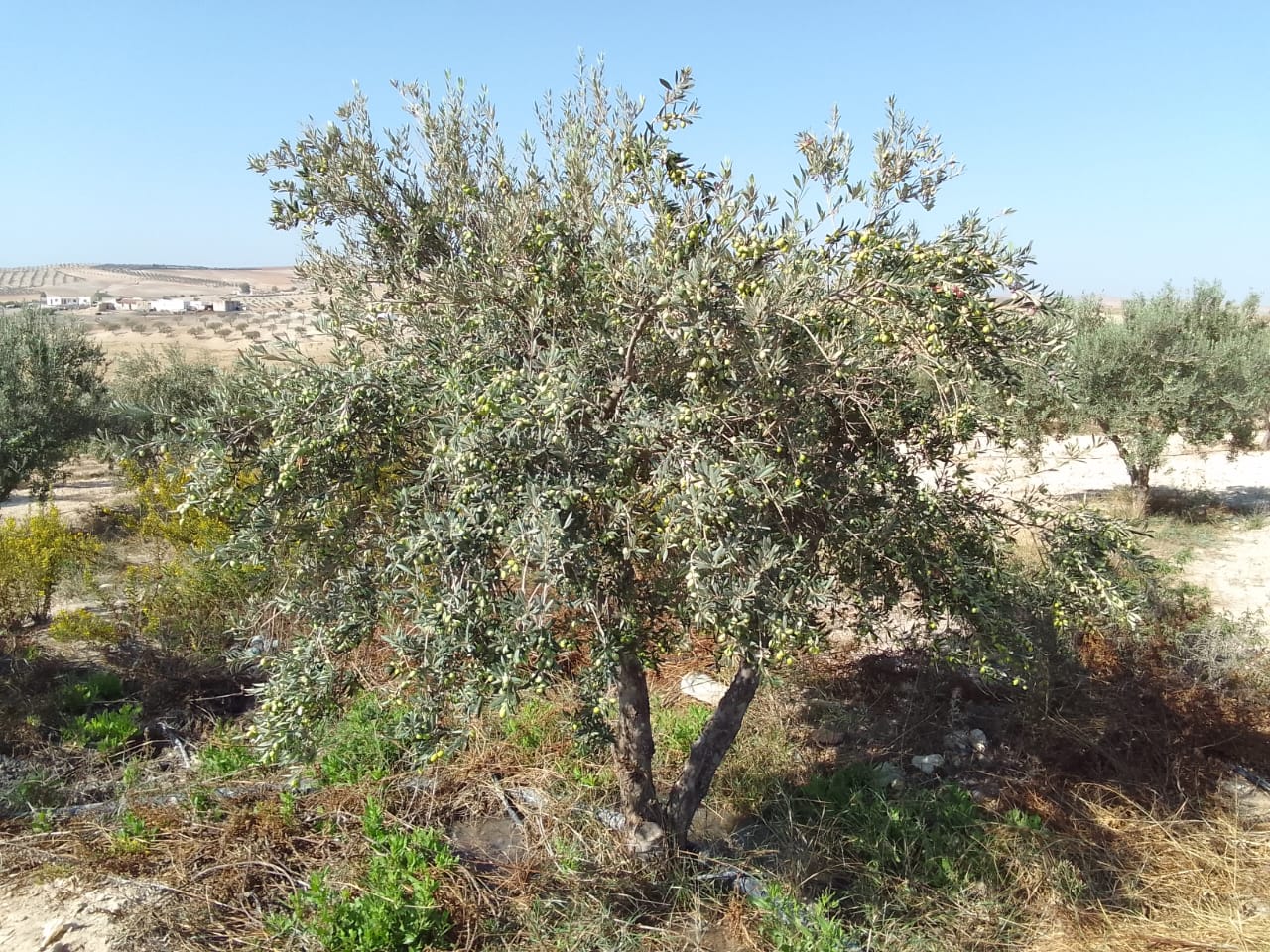 Bir Mcherga Bir Mcherga Gare Terrain Terrain agricole Ferme de 32 h olives