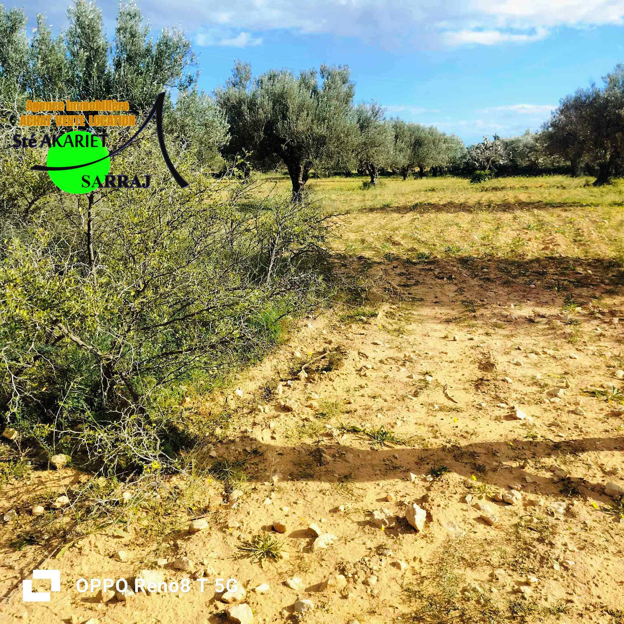 Sidi Bou Ali Sidi Bou Ali Terrain Terrain agricole Terrain agricole 1hectare et 8000m  sidi bouali