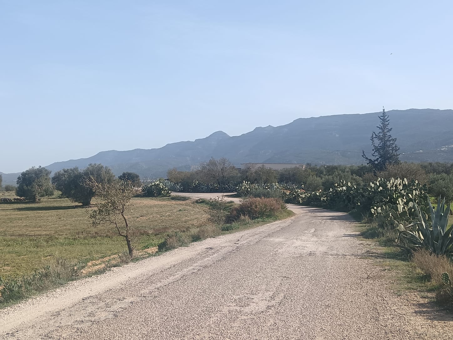 Siliana Sud Sidi Morched Vente Surfaces Terrain agricole fetile sur route goudronne