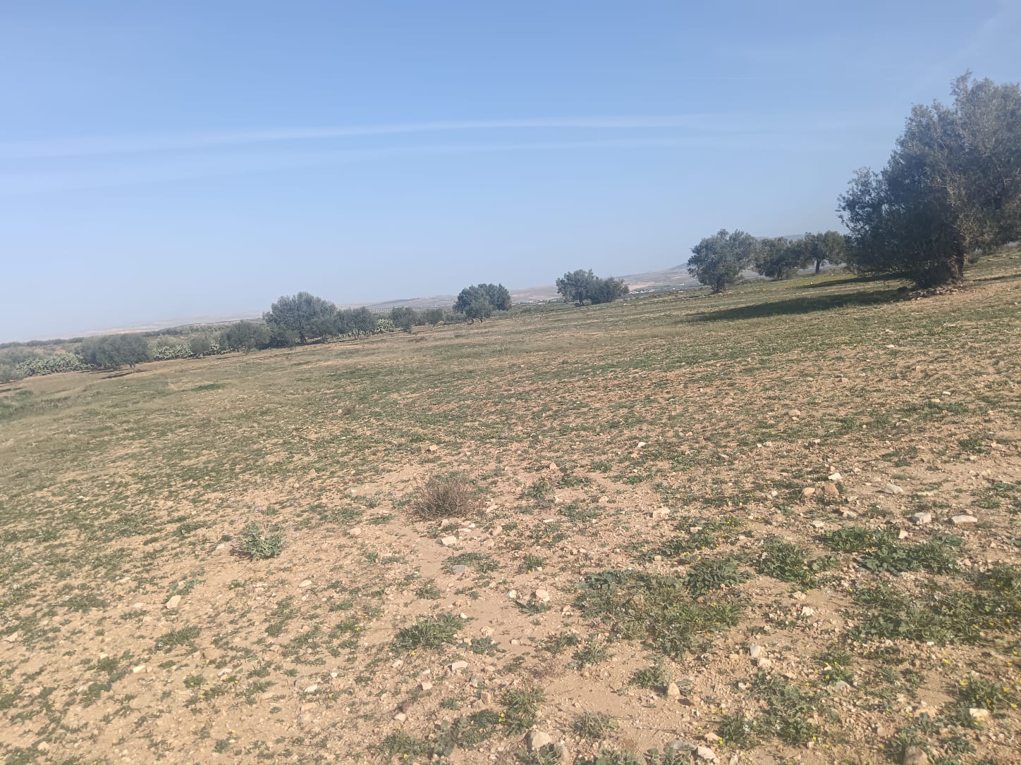 Siliana Sud Sidi Morched Vente Surfaces Terrain agricole fetile sur route goudronne