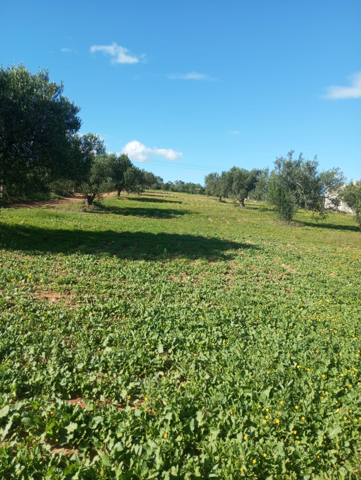 Hammam Zriba Bou Achir Terrain Terrain agricole Av 5500m avec 50 oliviers  zaghouan