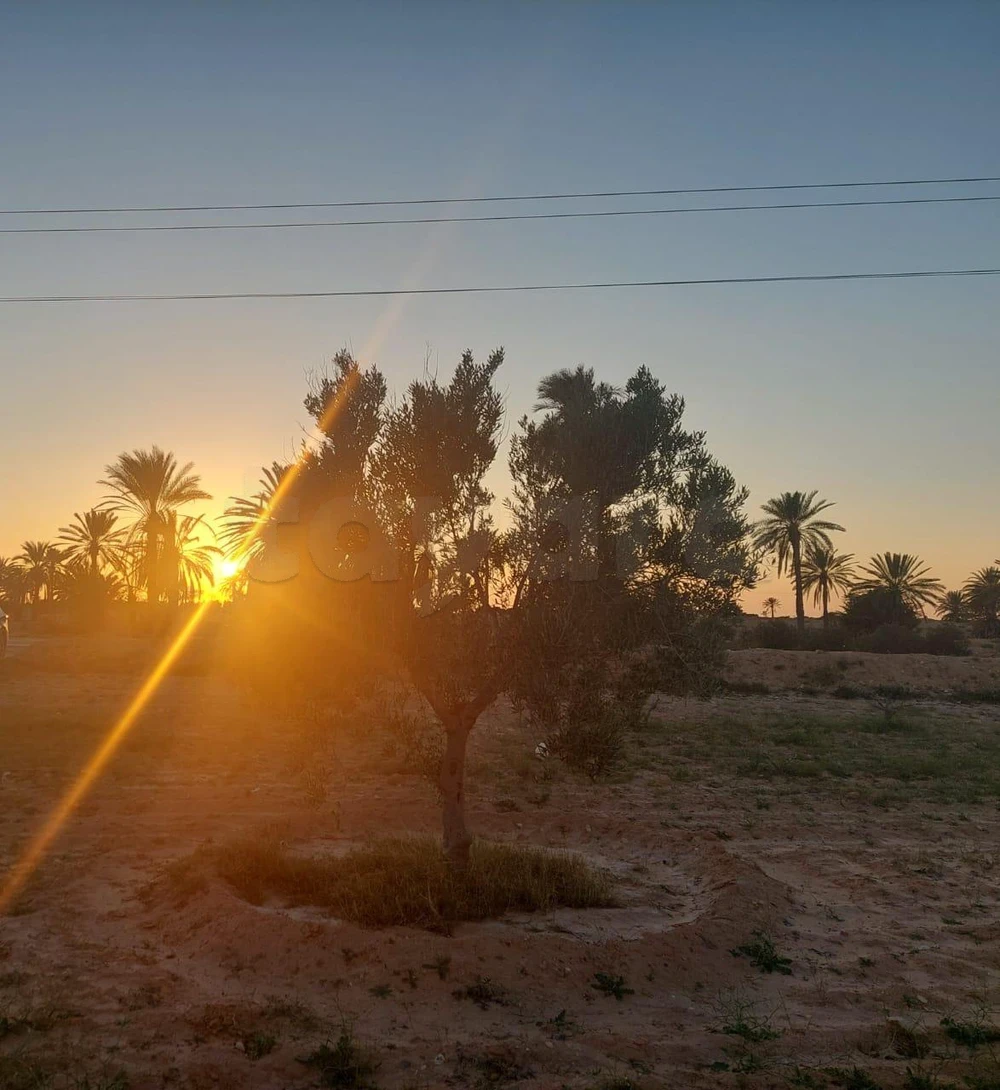 Djerba - Midoun Cedouikeche Terrain Terrain agricole Djerba 4 terrains sur route houmte essouk zarzis