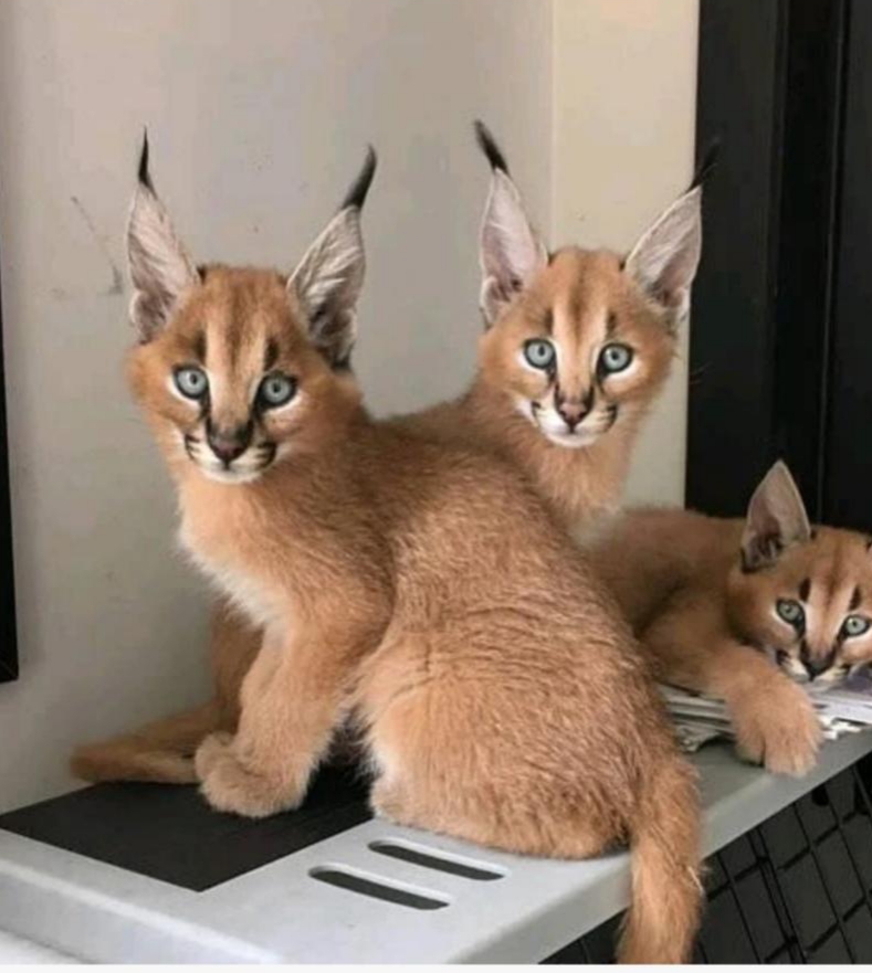 Ettadhamen Cite El Houda Chats Autre Caracal kitten available for sale