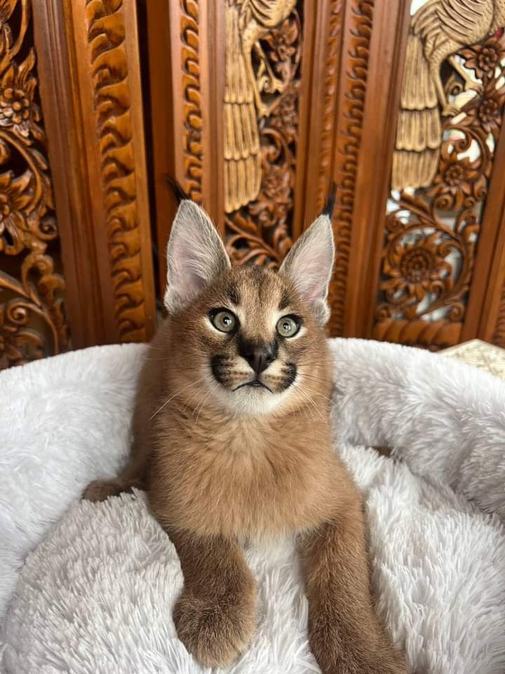 Ettadhamen Cite El Houda Chats Autre Caracal kitten available for sale