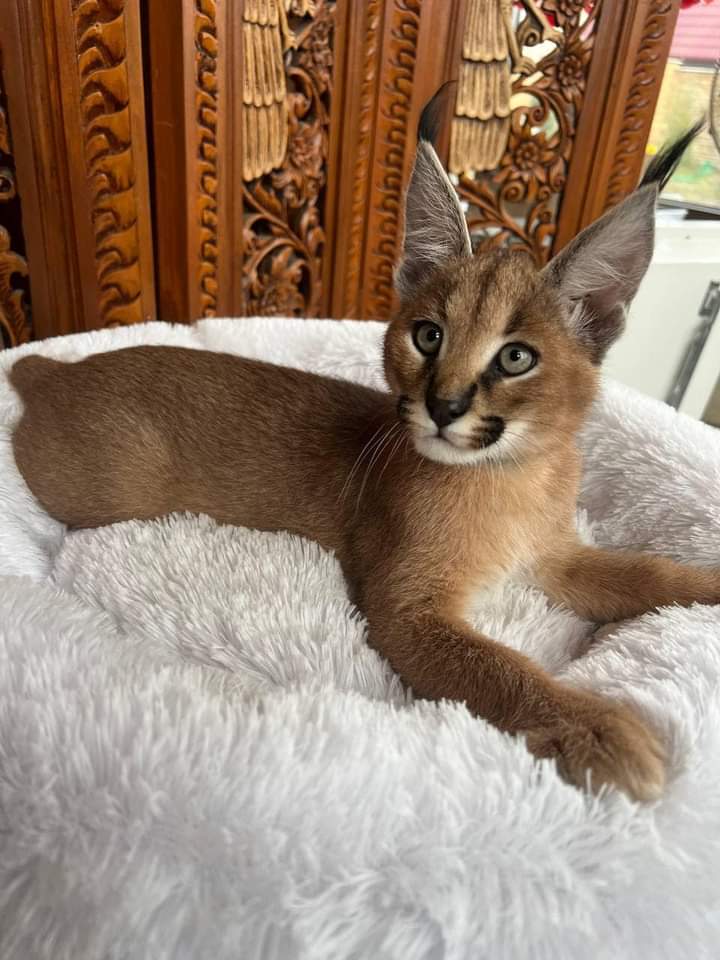 Ettadhamen Cite El Houda Chats Autre Caracal kitten available for sale