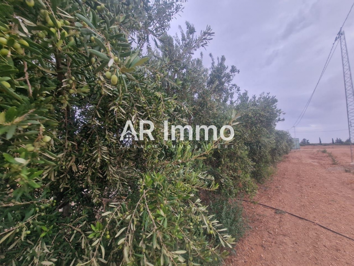 Tebourba Tebourba Vente Autre Ferme de 6 hectares  el battan