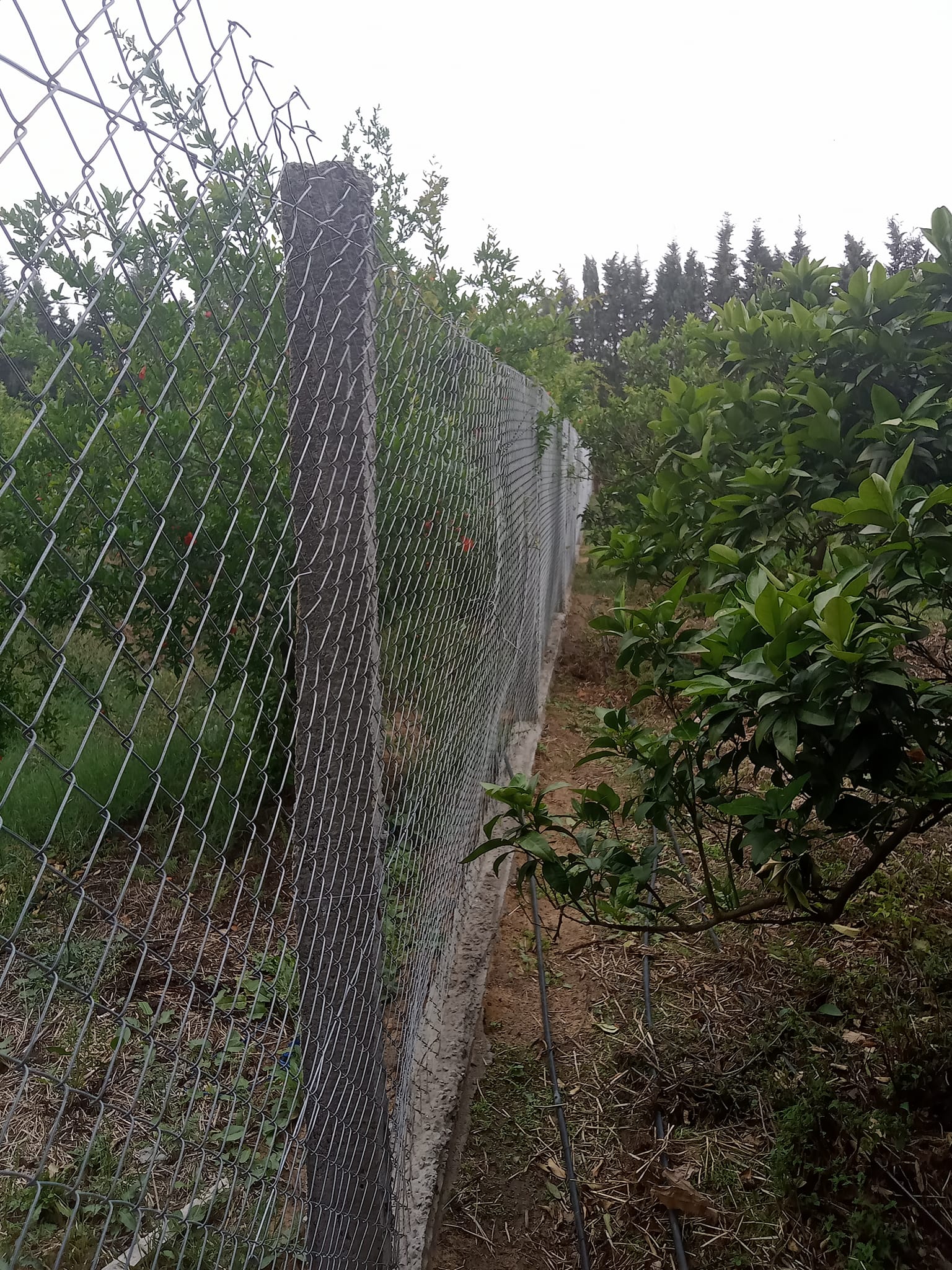 Menzel Bouzelfa Bedar Vente Surfaces Ferme de 3 hectares avec villa