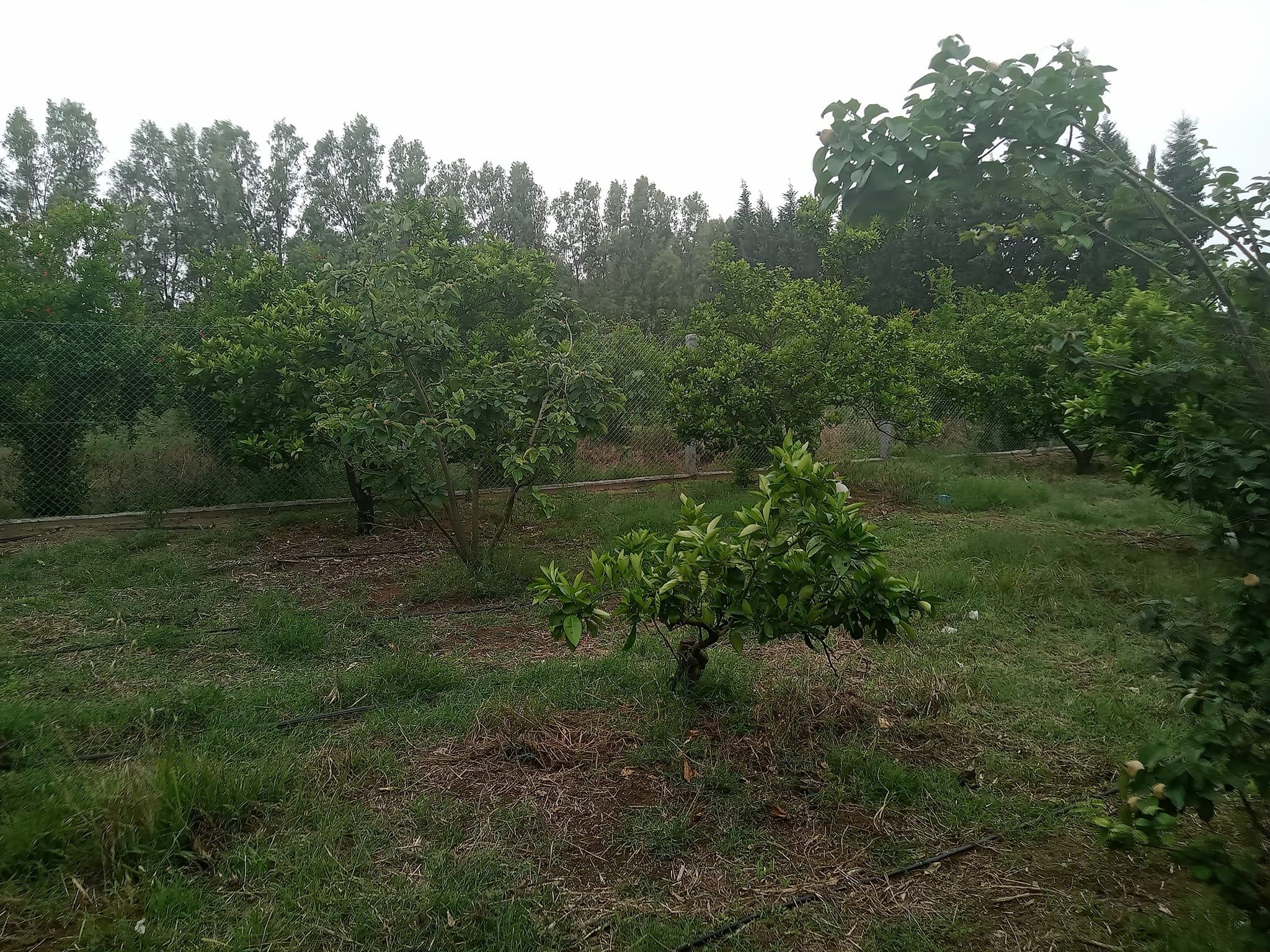 Menzel Bouzelfa Bedar Vente Surfaces Ferme de 3 hectares avec villa