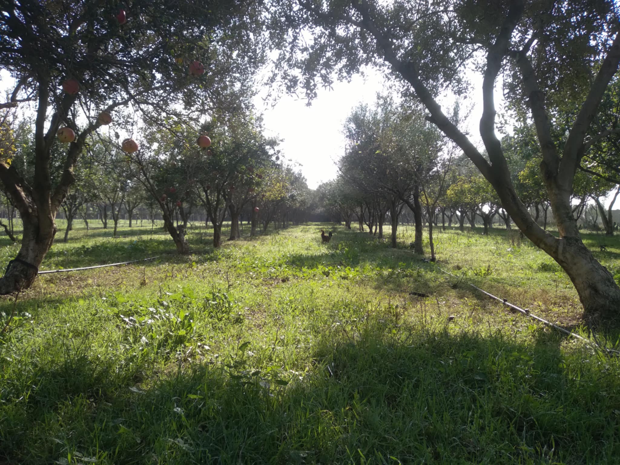 Ghar El Melh Aousja Terrain Terrain agricole Charmante ferme a 40km de tunis