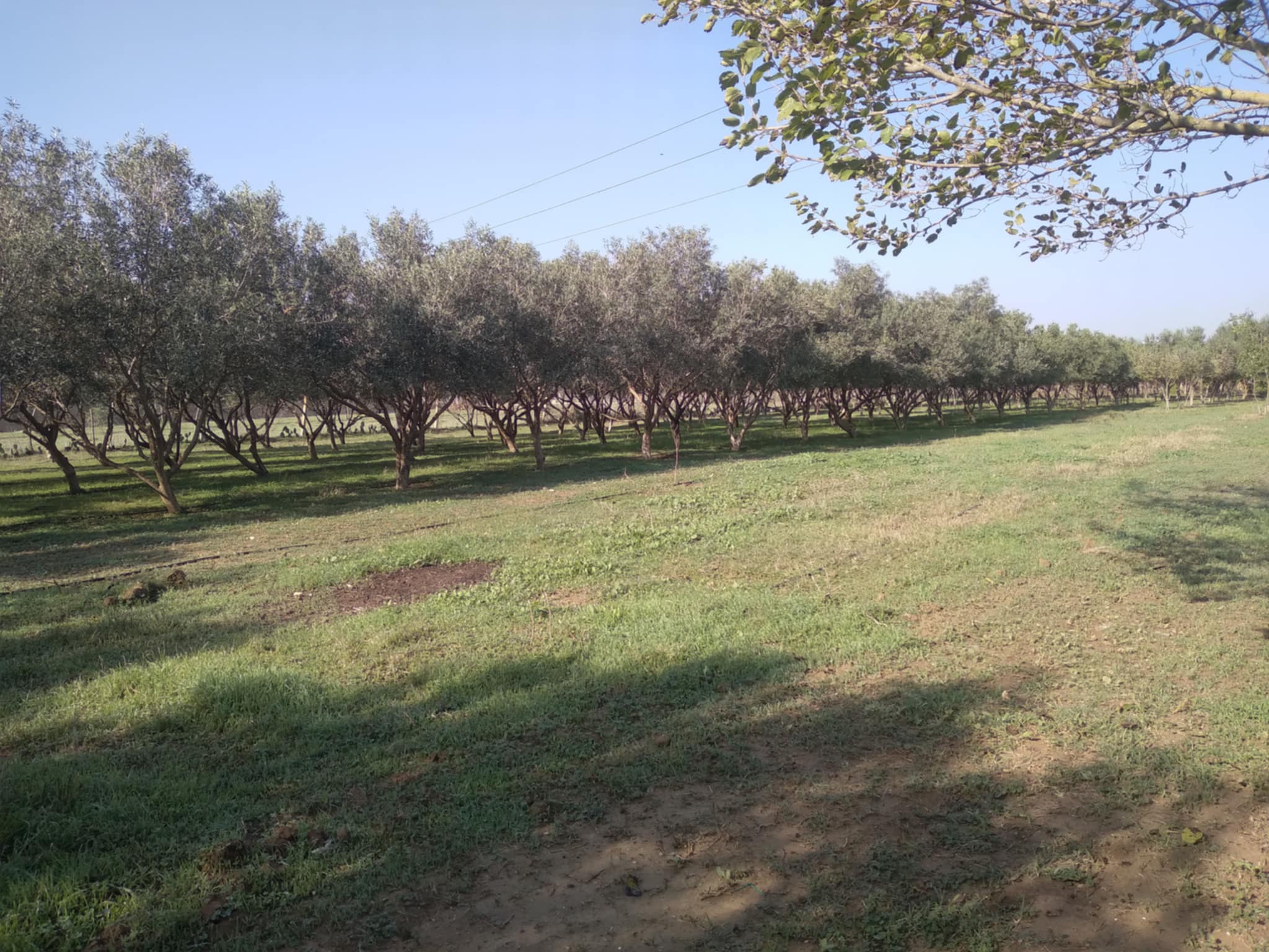 Ghar El Melh Aousja Terrain Terrain agricole Charmante ferme a 40km de tunis