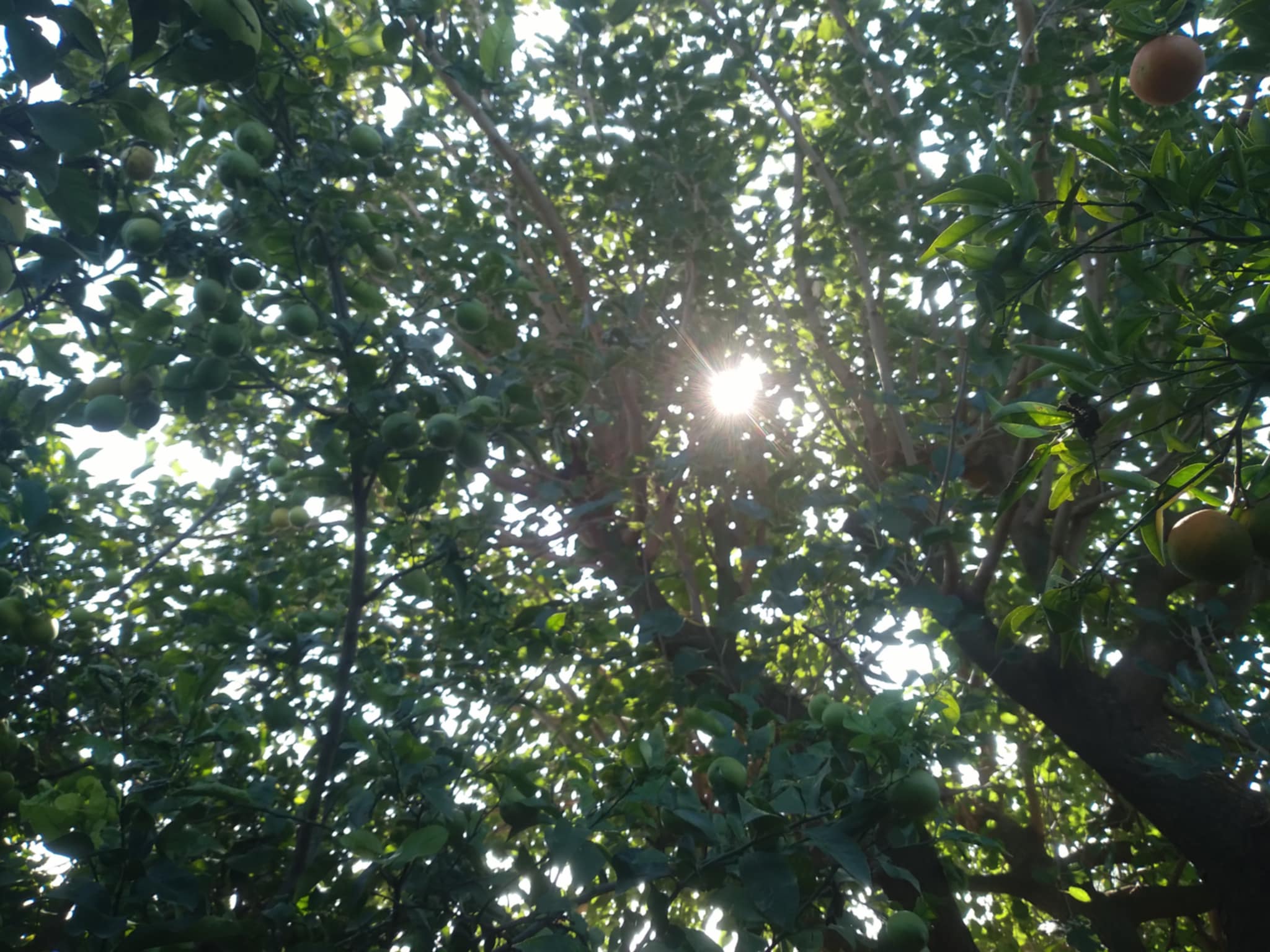 Ghar El Melh Aousja Terrain Terrain agricole Charmante ferme a 40km de tunis